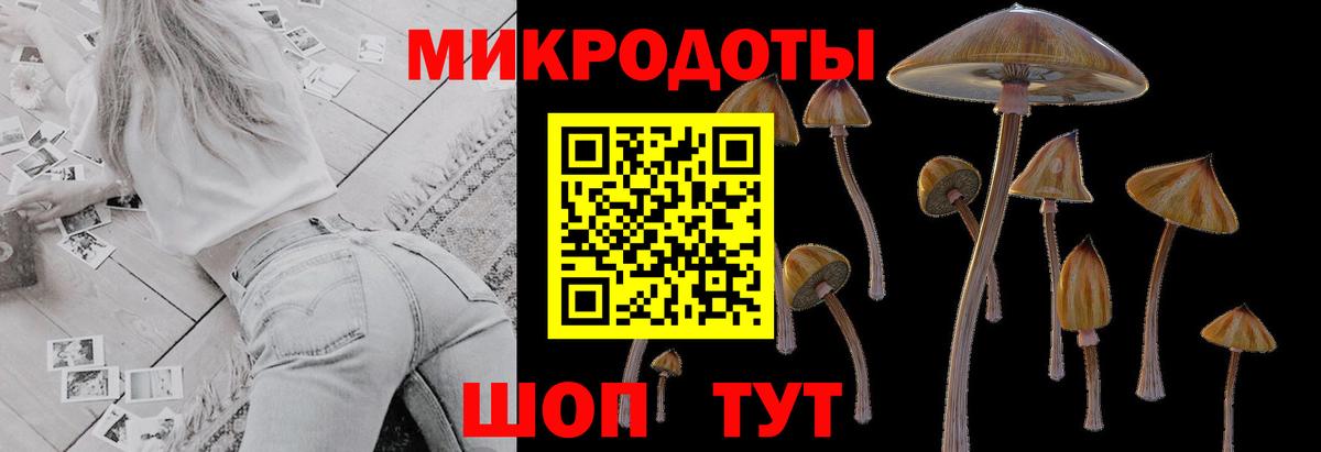 Галлюциногенные грибы Psilocybine cubensis Дивногорск